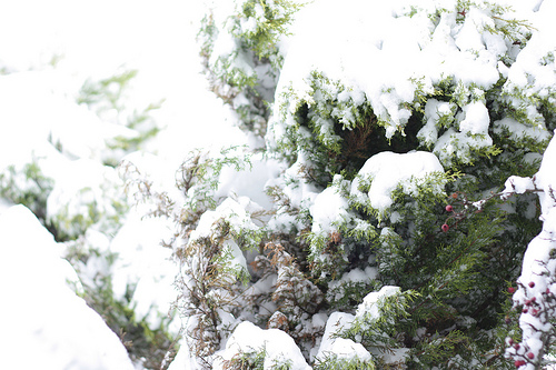 snow_tree_red-berries